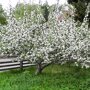 Appelboom 'Schone van Boskoop' bloesem